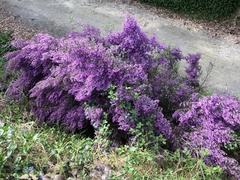 Prostanthera