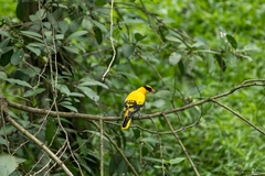 Oriolus chinensis