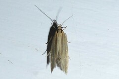 Tingena chloradelpha