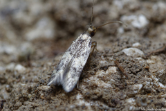 Oegoconia novimundi