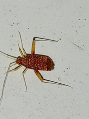Phytocoris puella