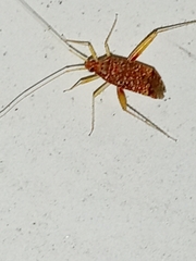 Phytocoris puella