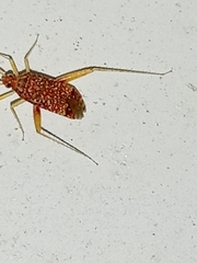 Phytocoris puella