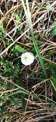 Convolvulus arvensis