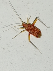 Phytocoris puella