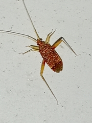 Phytocoris puella