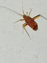 Phytocoris puella