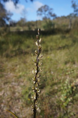 Prasophyllum elatum
