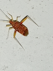 Phytocoris puella