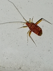 Phytocoris puella