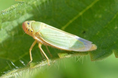 Cicadella