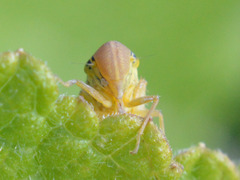 Cicadella