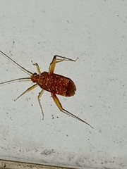 Phytocoris puella