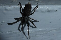 Lampona cylindrata
