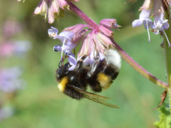 Bombus