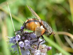 Tachinini