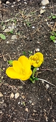 Sternbergia lutea