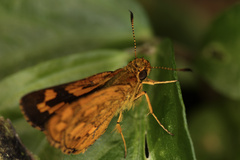 Taractrocerini