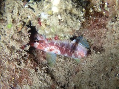 Parupeneus multifasciatus