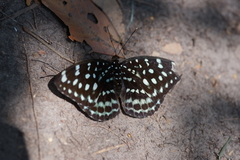 Lexias albopunctata albopunctata