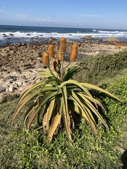 Aloe thraskii