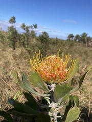 Leucospermum innovans