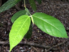 Ficus coronata