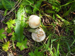Agrocybe praecox