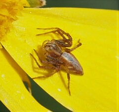 Oxyopes amoenus