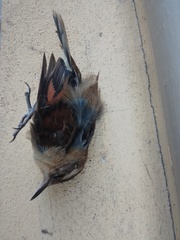 Phleocryptes melanops