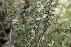 Melichrus urceolatus