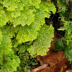 Trichocolea tomentella