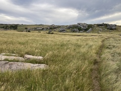 Aristida junciformis