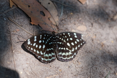 Lexias albopunctata albopunctata