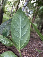 Ficus coronata