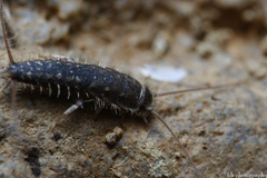 Lepismatidae