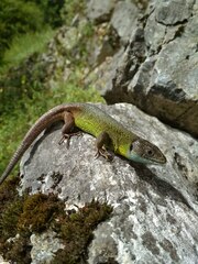 Lacerta schreiberi