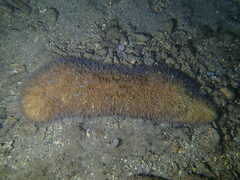 Herpolitha limax