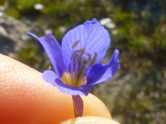 Heliophila refracta