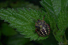 Nezara viridula