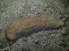 Herpolitha limax