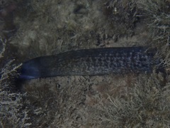 Gymnothorax undulatus