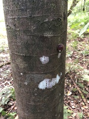 Ficus coronata