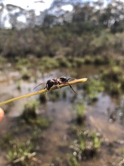 Camponotus intrepidus