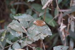 Tanaecia julii odilina
