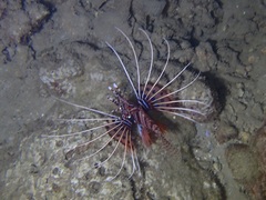 Pterois antennata