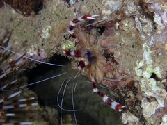 Stenopus hispidus