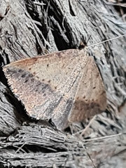 Taxeotis perlinearia