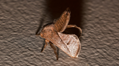 Anaxidia lozogramma