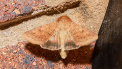 Helicoverpa punctigera